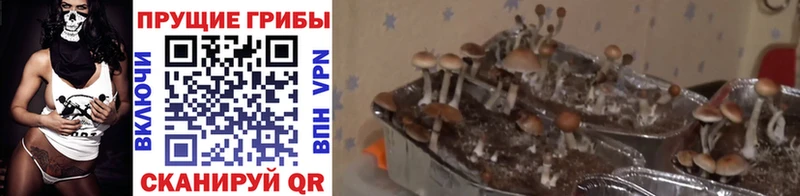 Галлюциногенные грибы мухоморы  Купить где  Дюртюли 